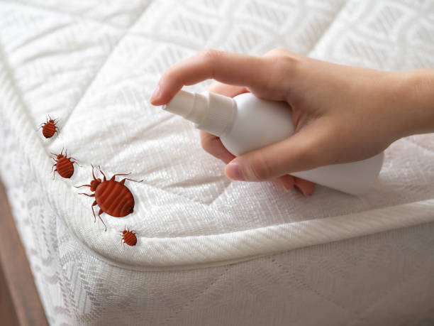 Best Local Pest Control Services  in New Concord, OH